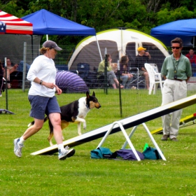 dog show: run