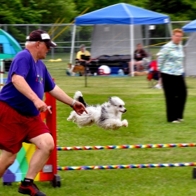 dog show: run