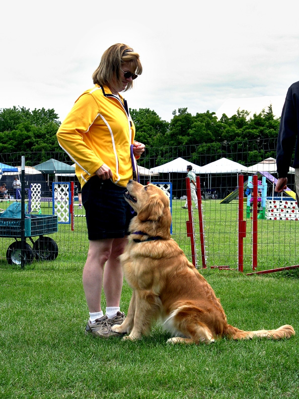 dog show: sit