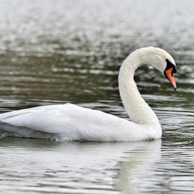 cygne français -2