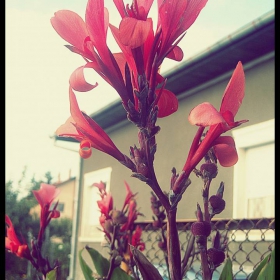 a red flower