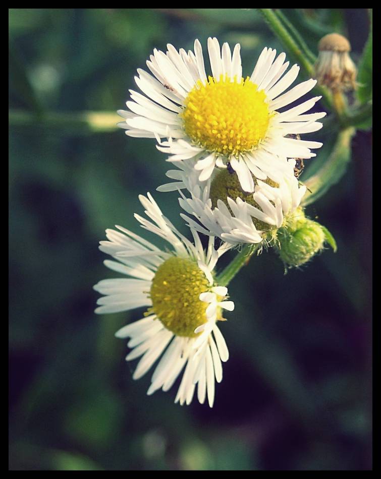 Another flower