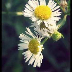 Another flower
