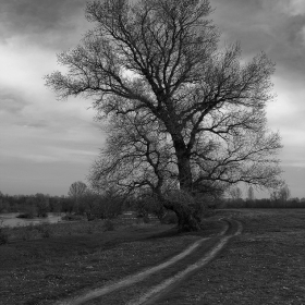 melancholy