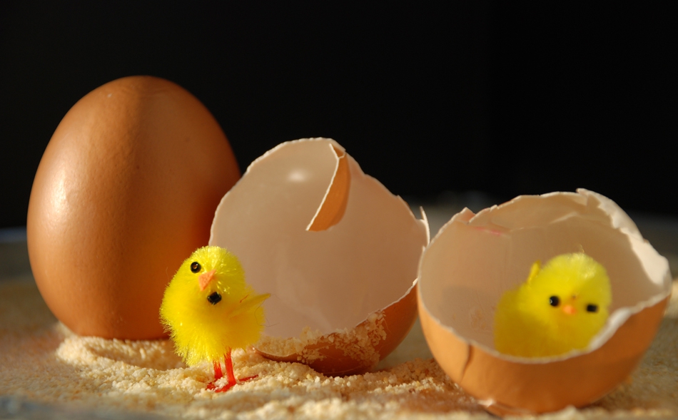 Eggs