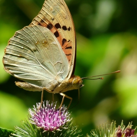 Argynnis pandora