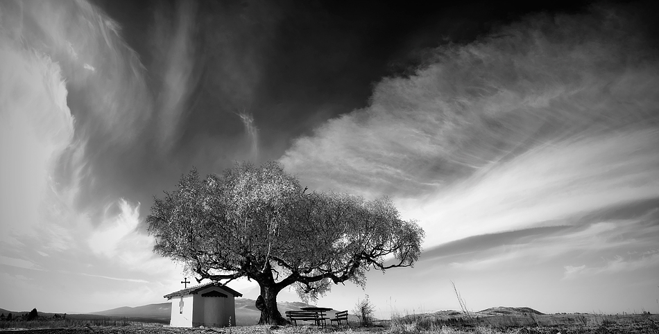 The Old Birch 2