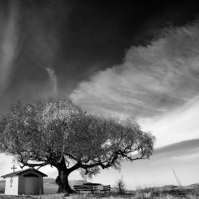 The Old Birch 2