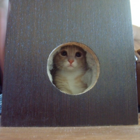 The cat in the hole