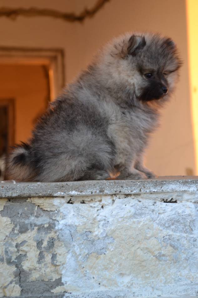 Moli