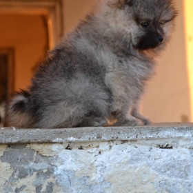 Moli