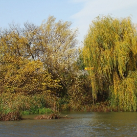 Реката и върбата