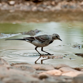 Бяла стърчиопашка - Motacilla alba.