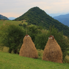 връх острич
