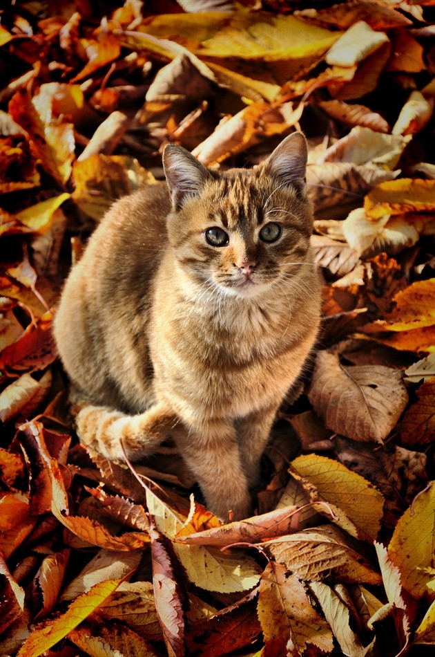 котешка есен