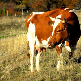 Срамежлива съм