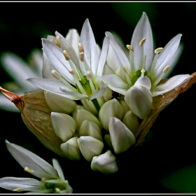 +_+_+---Цветче...Левурда, мечи лук, див чесън, див лук (Allium ursinum L.).4