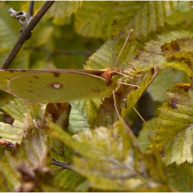 Colias chrysotheme