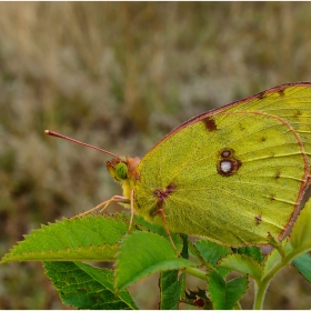 Colias chrysotheme -2