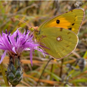 Colias chrysotheme -3