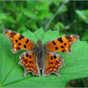 Polygonia c-album