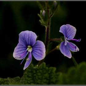 +_+_+Великденче (Veronica) е растителен род от семейство Живовлекови (Plantaginaceae)---Цветче....6
