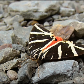 Джърси Тигър (Euplagia quadripunctaria)