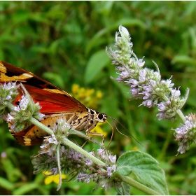 Джърси Тигър (Euplagia quadripunctaria) - 2