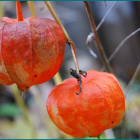 Мехунка (Physalis alkekengi L.)