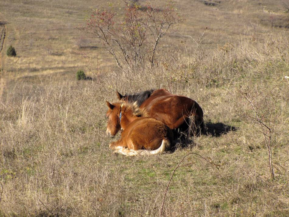 На припек в Стара планина