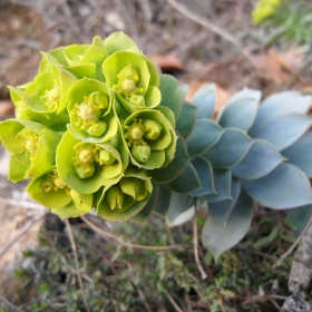 Euphorbia myrsinites