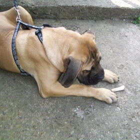 canecorso