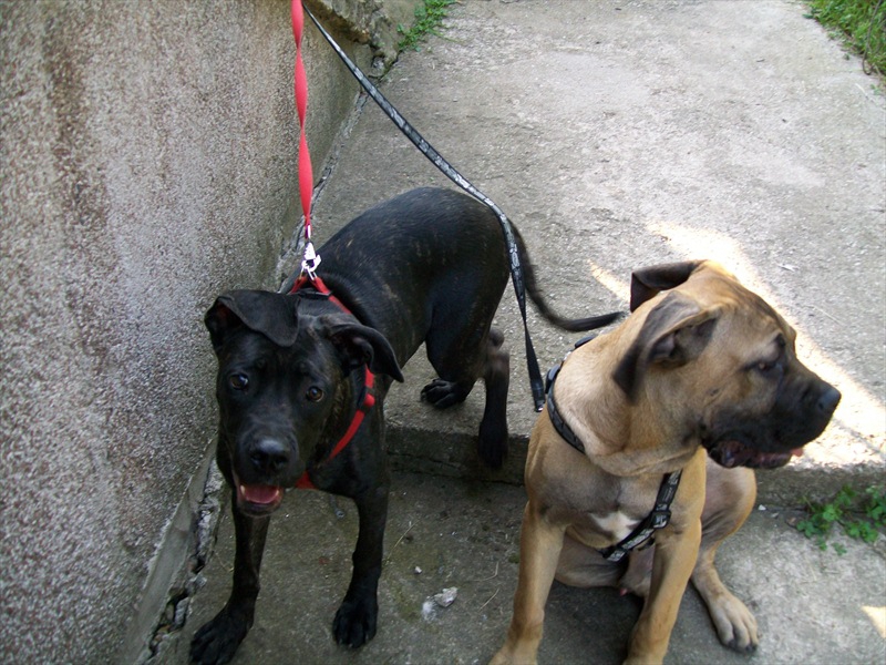 cane corso