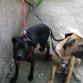 cane corso