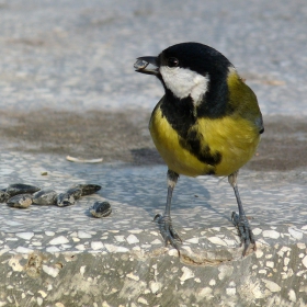 Parus major - Голям синигер