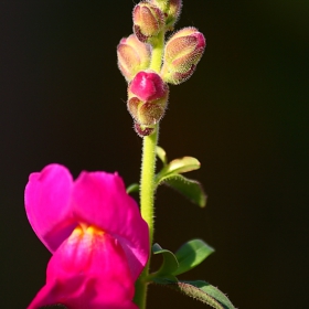 Pink Flower