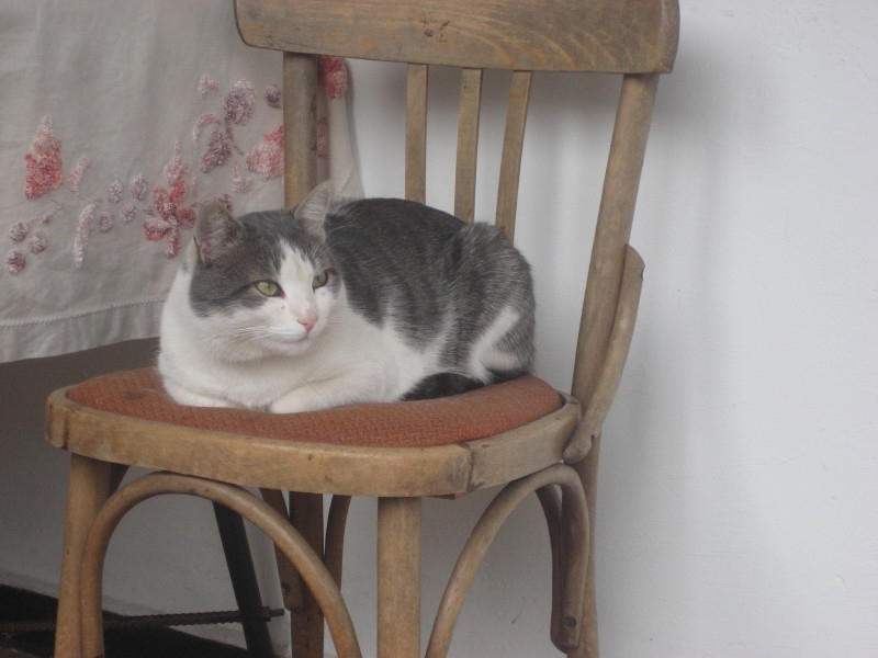 котьо