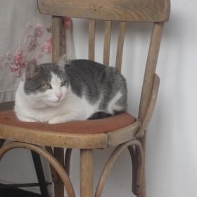 котьо