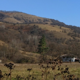 Бяла къща с бор зелен и още нещо... почти селска идилия...