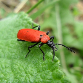 red bug 2