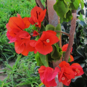 Bougainvillea