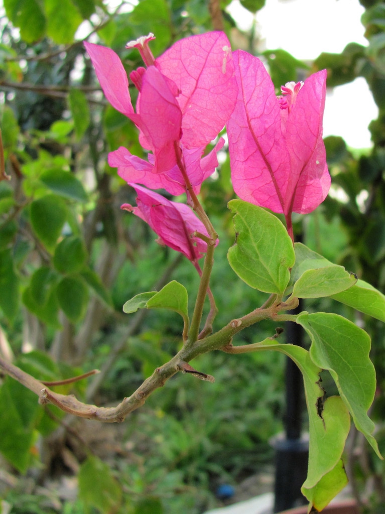 Bougainvillea 2
