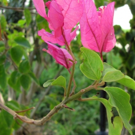 Bougainvillea 2