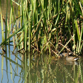 Във водата.