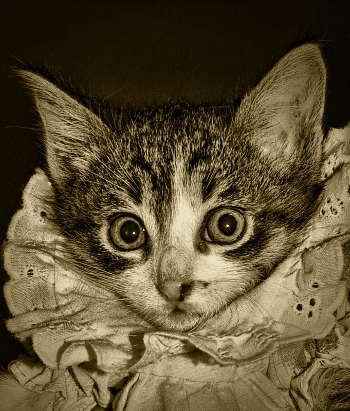 princess cat :)