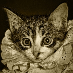 princess cat :)
