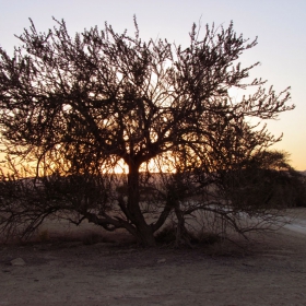 A TREE IN SUNSET - IN THE DESERT