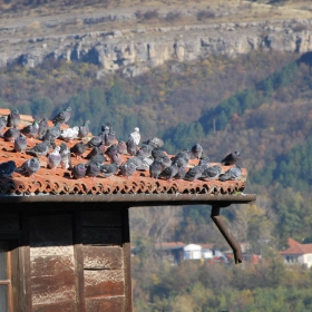 pigeons on the roof