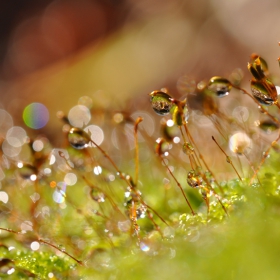 water drops