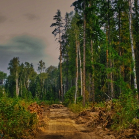 Russian Forest